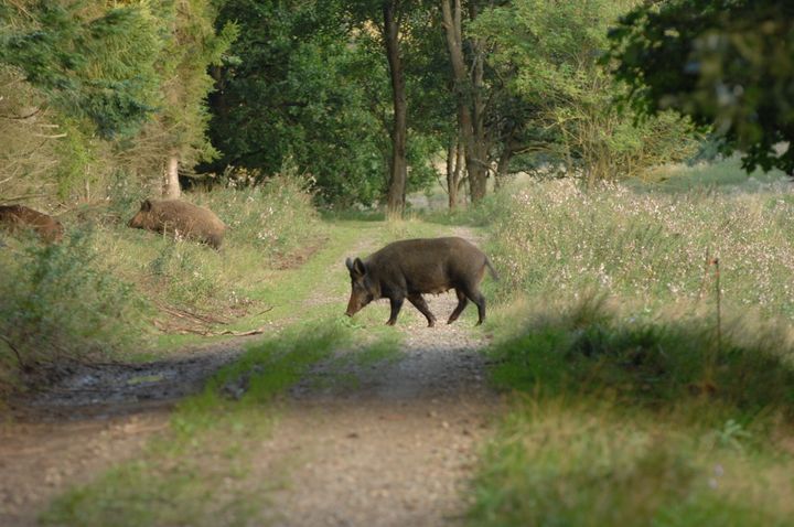 Jægerforbundet ønsker, at dette syn bliver almindeligt i den danske natur