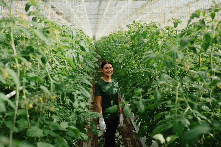 Alexia Møhlenberg er gartner og dyrker bl.a. tomaterne for Katrine og Alfreds