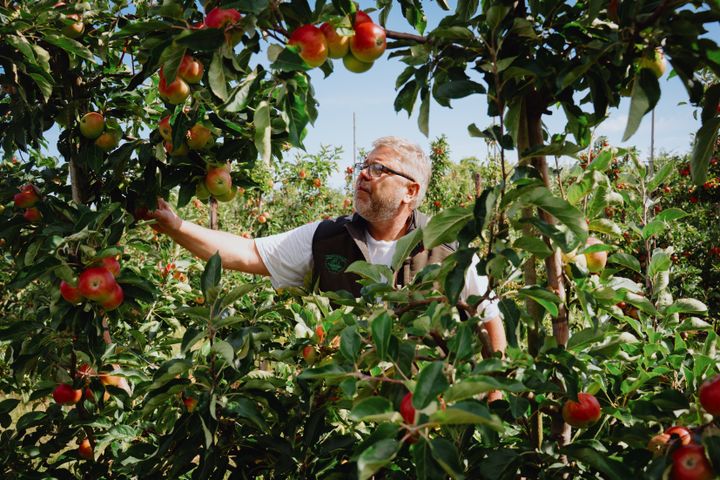 Laust Spandet Jensen er frugtavler og har Fejø Frugt
