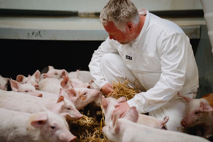 Brian Kofoed er griseproducent og leverer til Bornholmergrisen