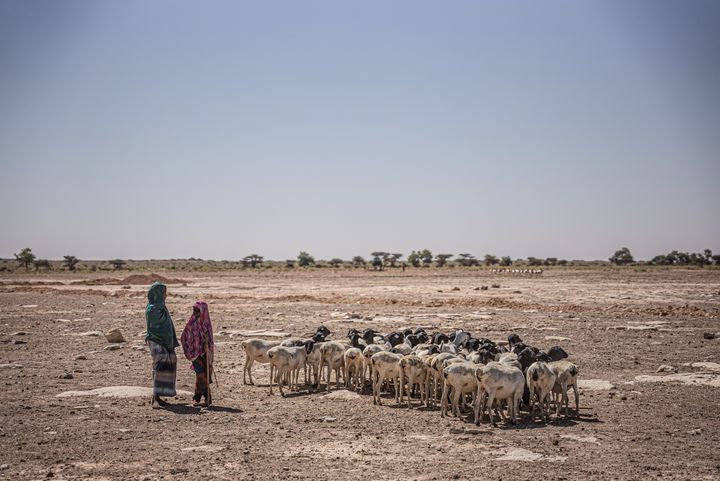 En gruppe hyrder og deres husdyr er på vej til Sincaro i Sanag-regionen, hvor Oxfam har bygget et vandforsyningssystem til mennesker og dyr. Tusindvis af dyr kommer hver dag for at drikke der, da det er den eneste brønd i miles omkreds.