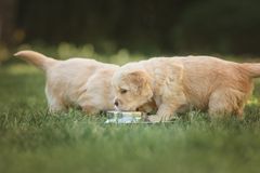 To lyse Golden Retriever hvalpe spiser af en skål i græsset