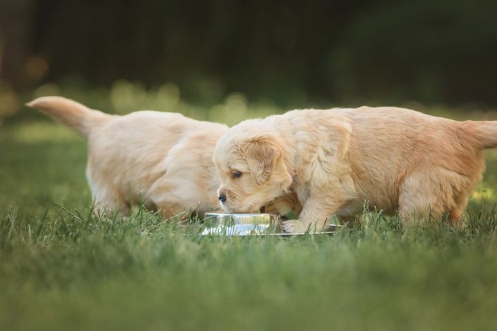 To lyse Golden Retriever hvalpe spiser af en skål i græsset