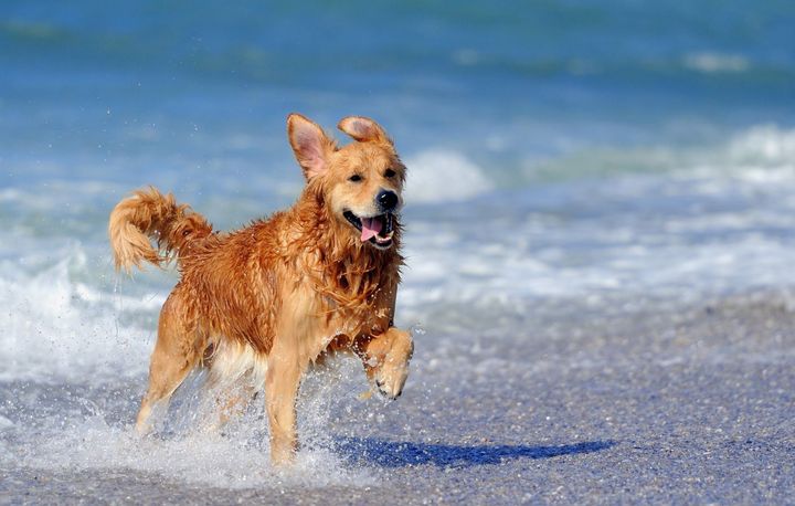 En Golden Retriever løber på stranden i skumringen