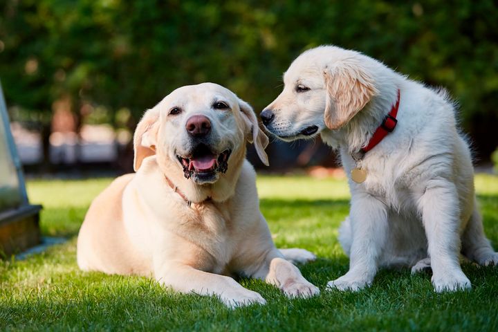 To ældre golden retriever hunde