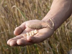 Aurion x Nordic Clarity giver en håndsrækning til professionelle køkkener, der ønsker at arbejde mere med bælgfrugter.