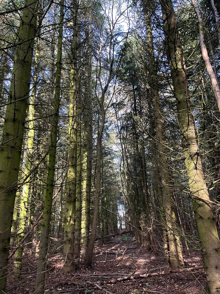 Silkeborgs nye biodiversitetspark er på 2 hektar og er placeret på Tietgensgade.