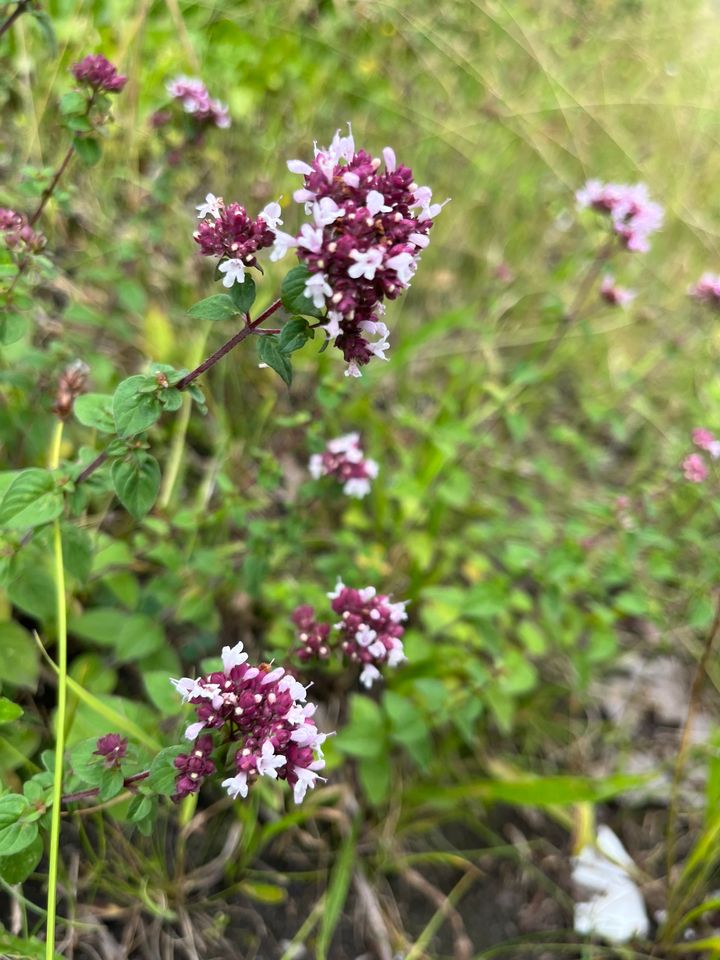 Vild oregano er en af de duftende krydderurter, der tiltrækker allerflest insekter