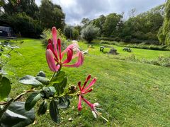 Kaprifolie er en natduftende skovslyngplante og en fryd i de fleste haver.