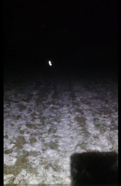 Med en mobiltelefon lyser en Dalgas-ansat ud på marken, hvor der står en flok får. Men kun det får, som arbejdsmiljørepræsentanten har udstyret med en refleksvest, er synlig i vintermørket.