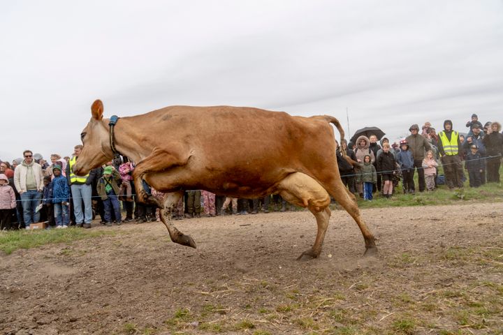 Alle økologiske køer skal ud på græs hver dag i sommerhalvåret. I år inviterer 39 af landets 280 gårde med økologiske malkekøer danskerne til at være med, når køerne kommer ud af stalden til en ny sæson på græs. På Økodag kan man booke en gratis billet til at være med.
