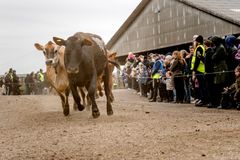 Klokken 12 åbnes portene til stalden og de økologiske køer løber ud på græs - klar til en ny sæson.