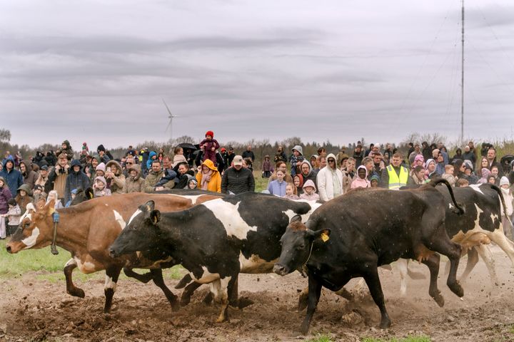 På søndag 12. april 2026 er der Økodag. I år er der 39 gårde, der inviterer forbrugerne til at være med, når de økologiske malkekøer kommer ud på marken til en ny sæson på græs. Alle økologiske malkekøer skal på græs i sommerhalvåret.
