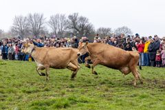 Hvem kommer først - de økologiske køer kom ud på græs for en ny sæson søndag 12. april 2026.