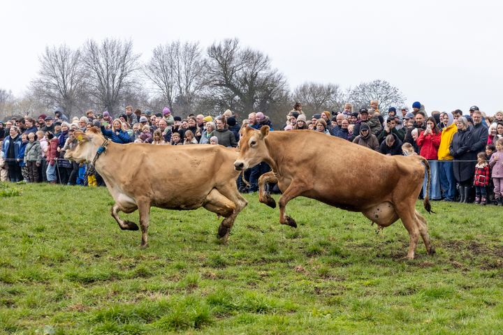 Hvem kommer først? De økologiske køer kom ud på græs for en ny sæson søndag 12. april 2026.