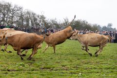 Det er noget helt særligt at være til Økodag og se de økologiske køer komme ud på græs, klar til en ny sæson.