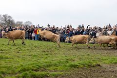 Afsted, ud på marken. De økologiske ker hos landmand Mikkel Juhl Nielsen ved Rønde var fulde af energi, da de kom på græs søndag 12. april ved Økodag.