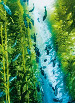 Halvmåne-rørfisk svømmer i kelpskov. foto fra 'Havet' @Klim
