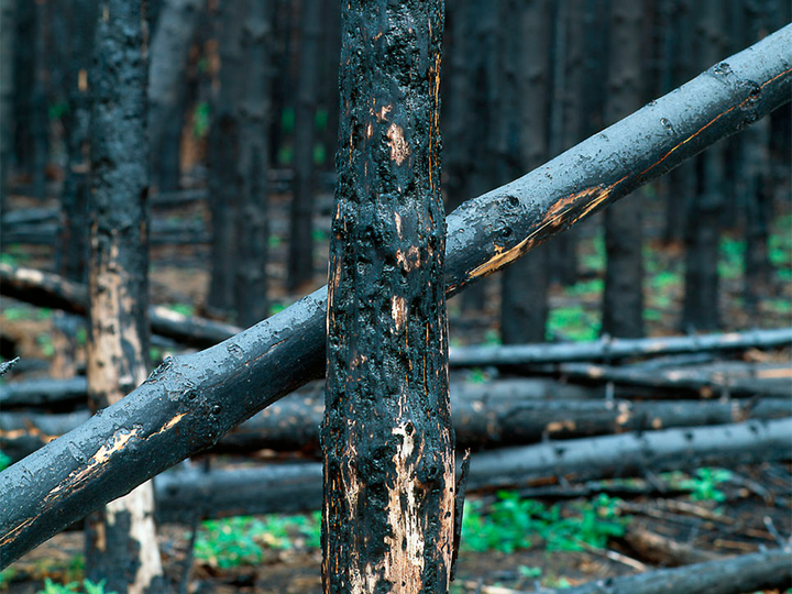 Skovbrande udleder CO2 og skader naturen.