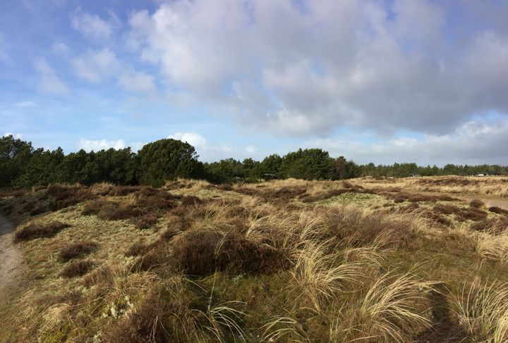 Dansk hede i Vestjylland.