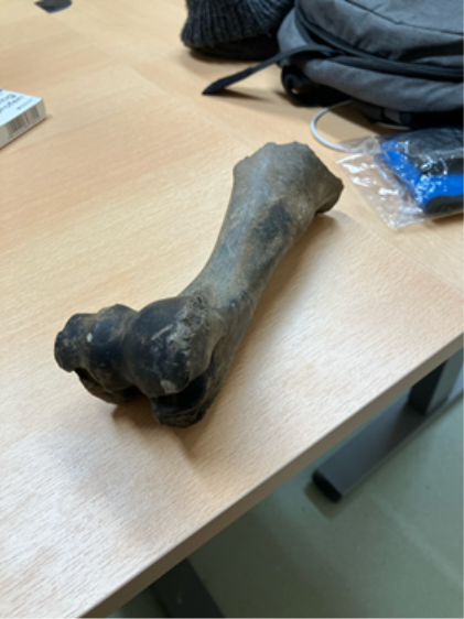 Her er knoglen, der blev fundet i forbindelse med det omfattende sporarbejde i Aarhus