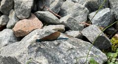 Pragtvandnymfen er et af de insekter, der nu er at finde langs strækningen mellem Fredericia og Padborg. Foto: Banedanmark
