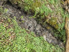 Lille grøft med rester af spildevand