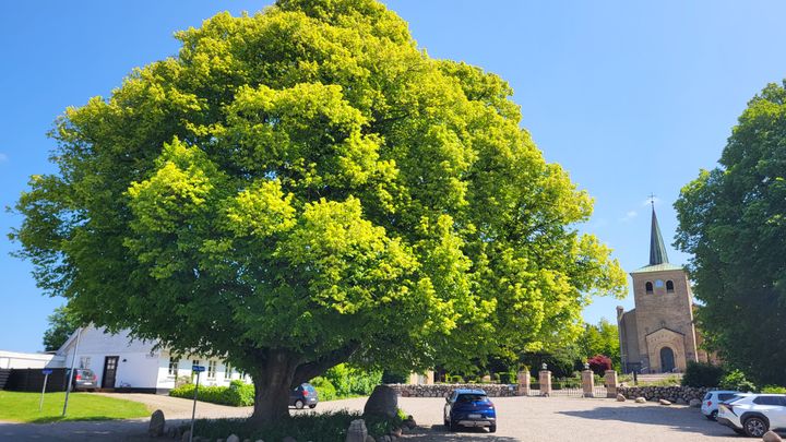 Årets Træ 2025 blev lindetræet ved Ødis Kirke.