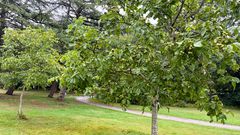 Valnøddetræerne i Vestparken er ved at være klar til høst. Når de modne valnødder falder af træerne, må parkens besøgenede samle nødderne op og tage dem med hjem.