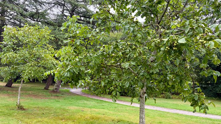 Valnøddetræerne i Vestparken er ved at være klar til høst. Når de modne valnødder falder af træerne, må parkens besøgenede samle nødderne op og tage dem med hjem.