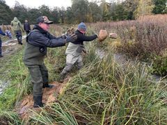 Søndag samledes en større frivilligruppe igen for at læggeskjulesten ud i Svejstrup Bæk til ære for ørreden.