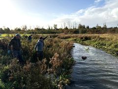 Søndag samledes en større frivilligruppe igen for at læggeskjulesten ud i Svejstrup Bæk til ære for ørreden.