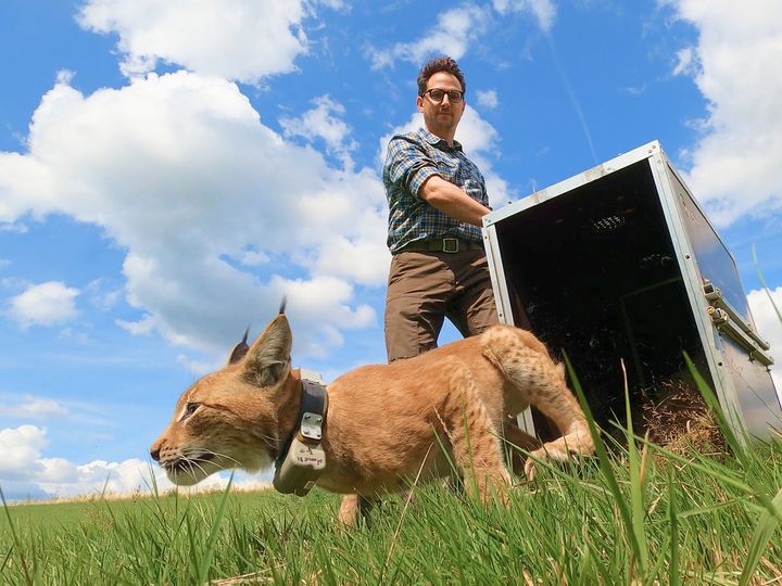 "Person releases a young lynx wearing a tracking collar into the wild from a crate on a grassy field."