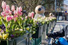 Blomsterkasser med lyserøde tulipaner og andre blomster på Amiralsbron.