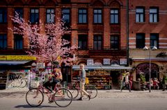 To mennesker cykler forbi en bygning med blomstrende kirsebærtræer i Malmö.