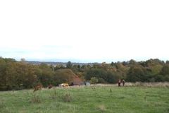 Naturnært jordbrug. Foto: Caroline Lundsteen