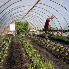 Vanding af småplanter