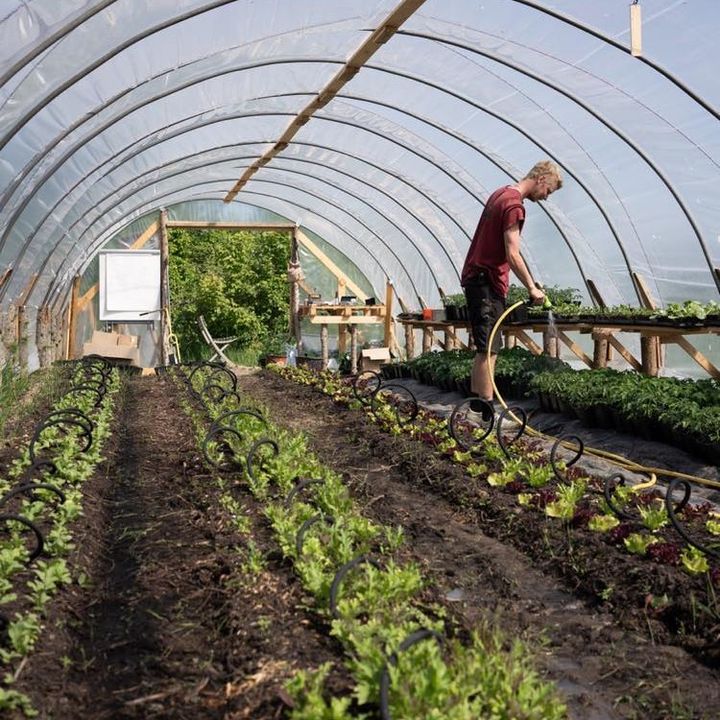 Småplanter kræver vanding