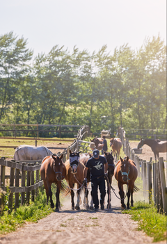 Hestene i Copenhagen Polo Club holder til på Lyngebækgaard hele året