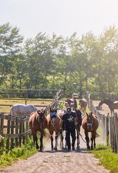 The horses of Copenhagen Polo Club are stabled at Lyngebækgård throughout the year.