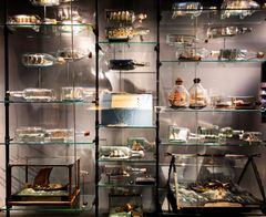 Ships in bottles. A section of the exhibition Ships on Parade"