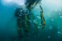 Location: Isla de los Estados, Argentina 
Expedition Dates: February 2018 
Protection Status: In Progress 
Jellyfish float through a kelp forest off the coast of Isla de los Estados, Argentina. Giant kelps are the largest algae in the ocean, growing to more than 45 meters (150 feet). Kelp forests harbor one of the most productive ecosystems on the planet.