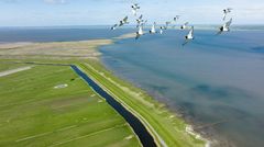 Luftfoto af Mandø med havet på den ene siden og flyvende fugle.