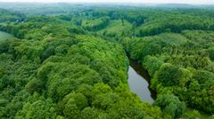 Hesbjerg Skov ved Odense er levested for den truede engperlemorsommerfugl.