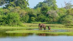 Danskernes oversøiske favoritter tæller blandt andet Sri Lanka