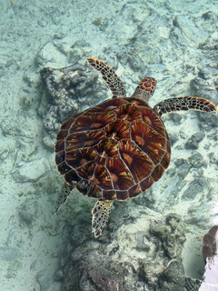 Dykning og snorkling er oplagt, når man er på Zanzibar, og man kan være heldig at støde på havskildpadder