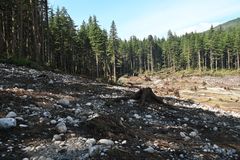 Tsunami-oversvømmet kyststrækning med væltede træer og ødelagt vegetation ved Williams Cove, set mod nord.