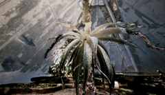 Jakob Kudsk Steensen is creating a living, immersive world beneath Oulu city centre, where memories of past local landscapes converge with the de-extinction seed vault of the Oulu Botanical Garden.