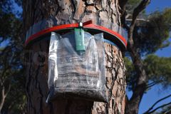 Billedet forestiller en fælde til egeprocessionsspindere i et egetræ