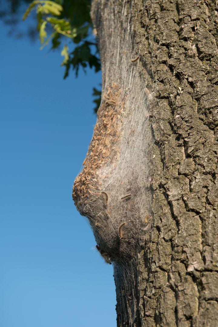 Billedet forestiller en rede bygget af egeprocessionsspindere på stammen af et egetræ